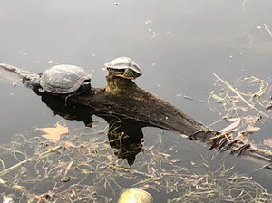 Meet your Posher, Evan